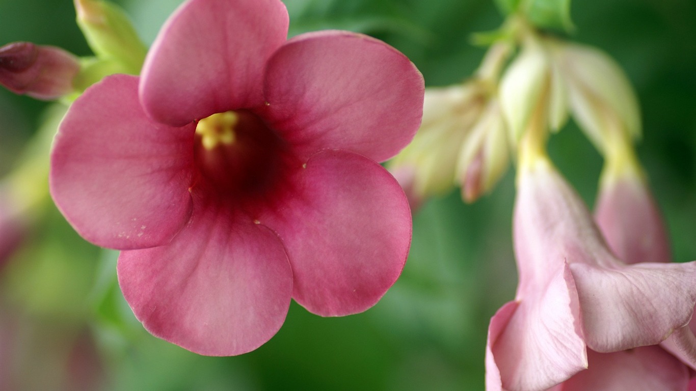 個人花卉攝影高清壁紙 #4 - 1366x768
