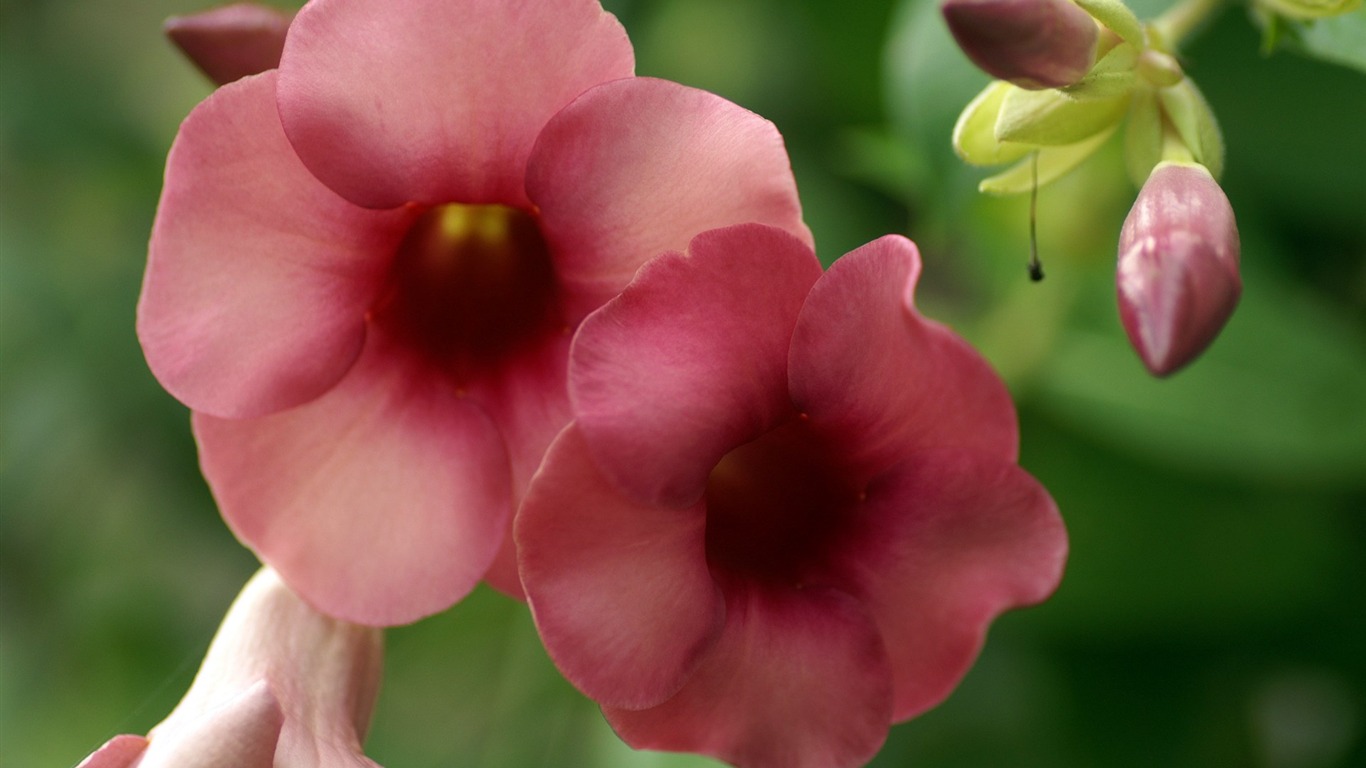 個人花卉攝影高清壁紙 #5 - 1366x768