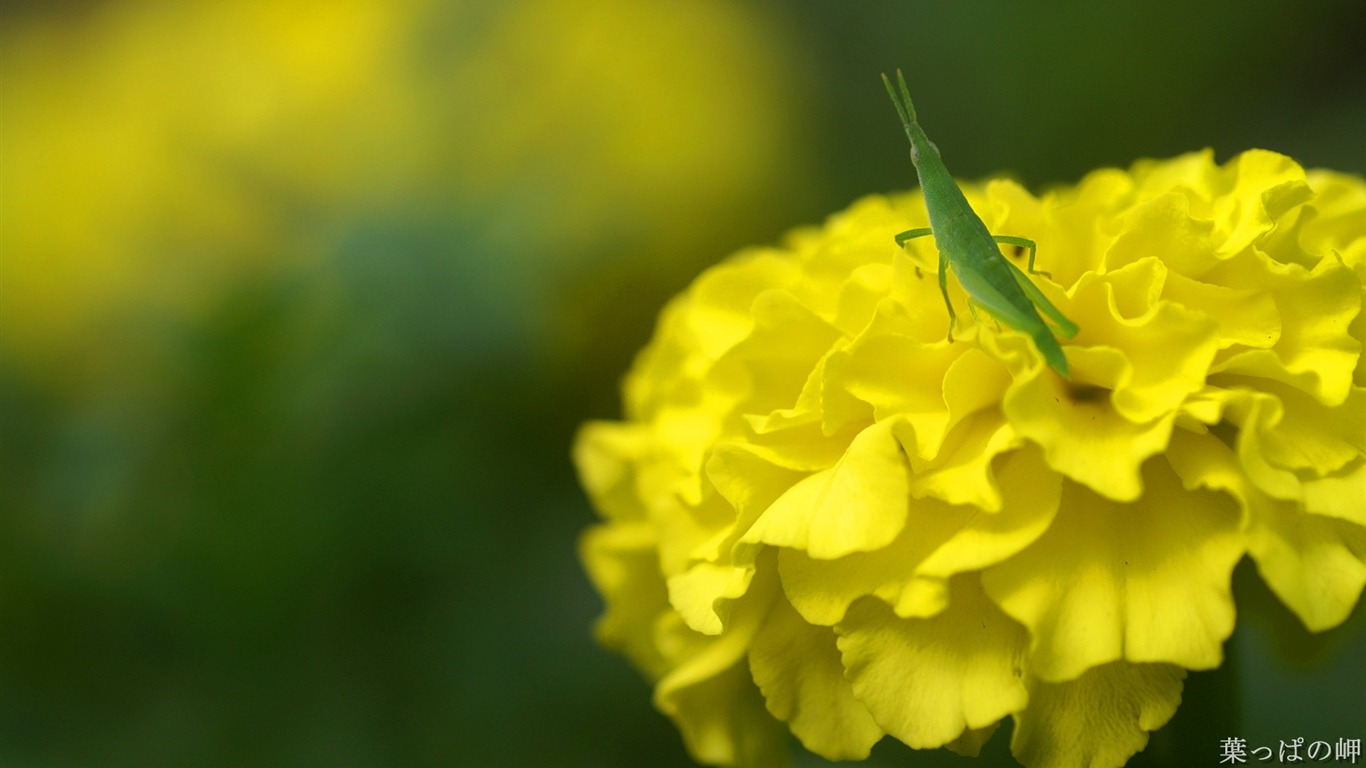 個人花卉攝影高清壁紙 #8 - 1366x768