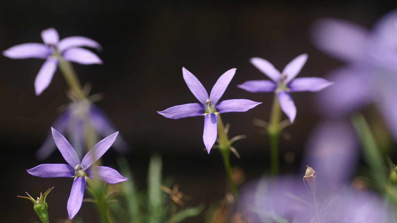 個人花卉攝影高清壁紙 #10 - 1366x768