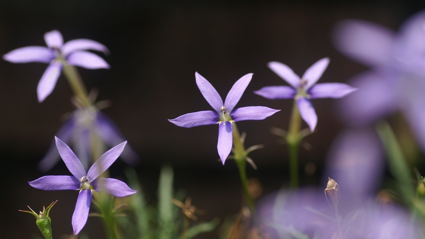 个人花卉摄影高清壁纸10 - 1366x768