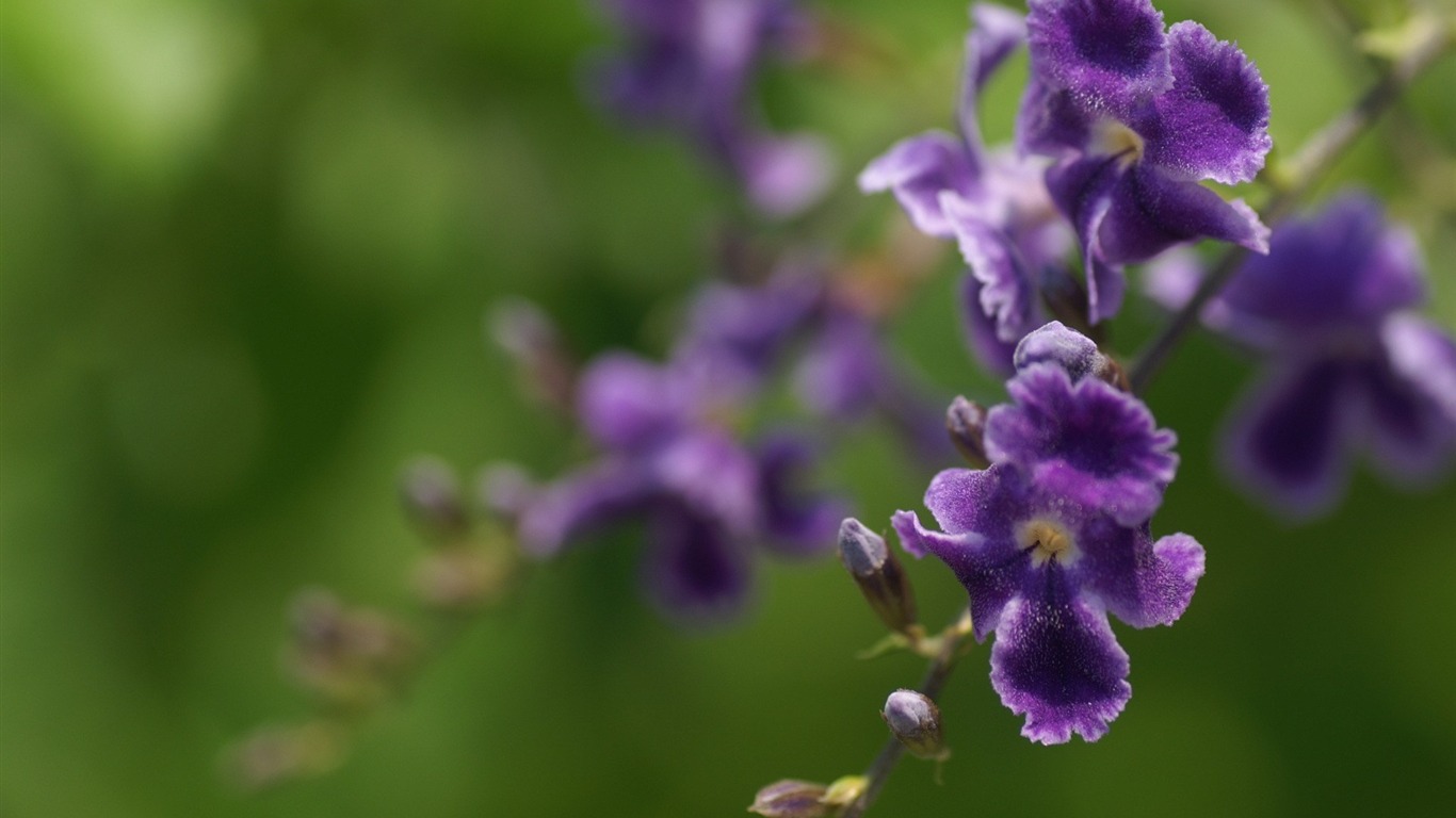 個人花卉攝影高清壁紙 #11 - 1366x768