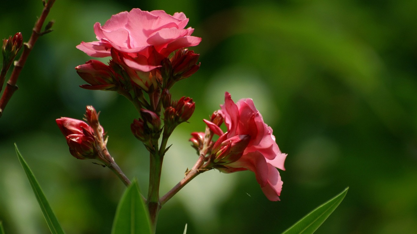 個人花卉攝影高清壁紙 #15 - 1366x768