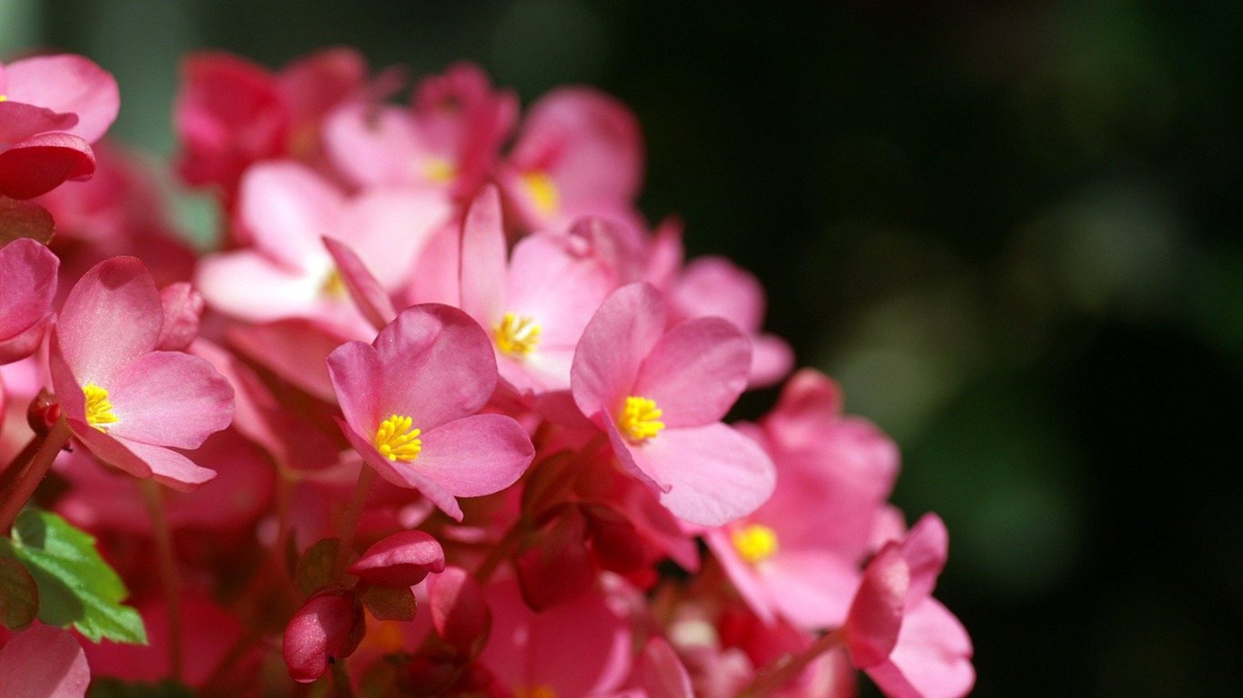 个人花卉摄影高清壁纸18 - 1366x768