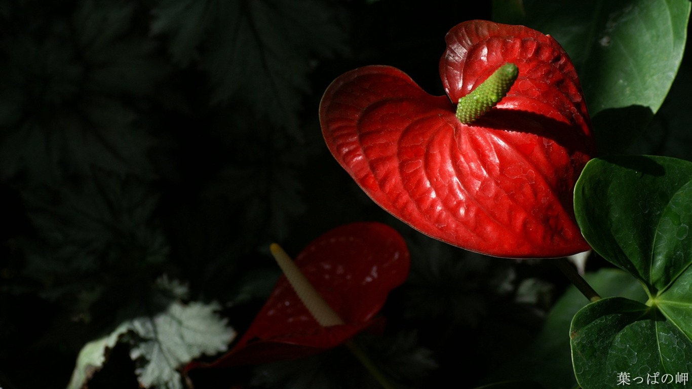 个人花卉摄影高清壁纸19 - 1366x768