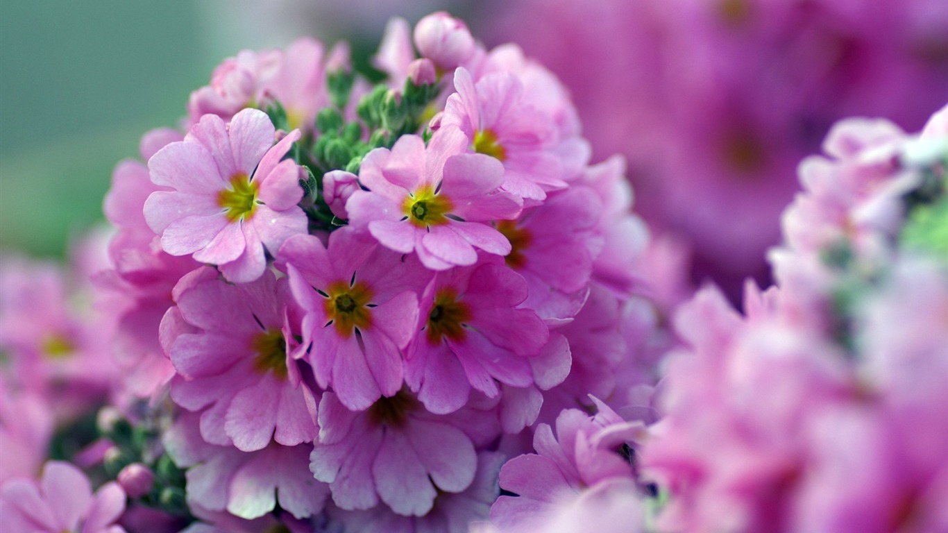 個人花卉攝影高清壁紙 #21 - 1366x768