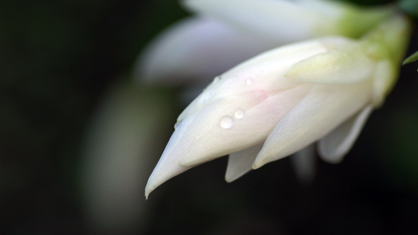 个人花卉摄影高清壁纸22 - 1366x768