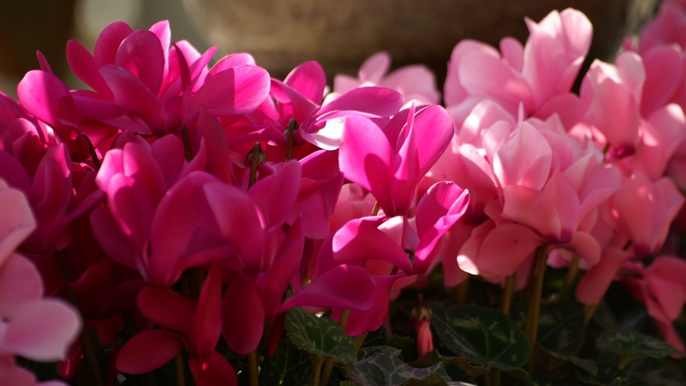 個人花卉攝影高清壁紙 #23 - 1366x768