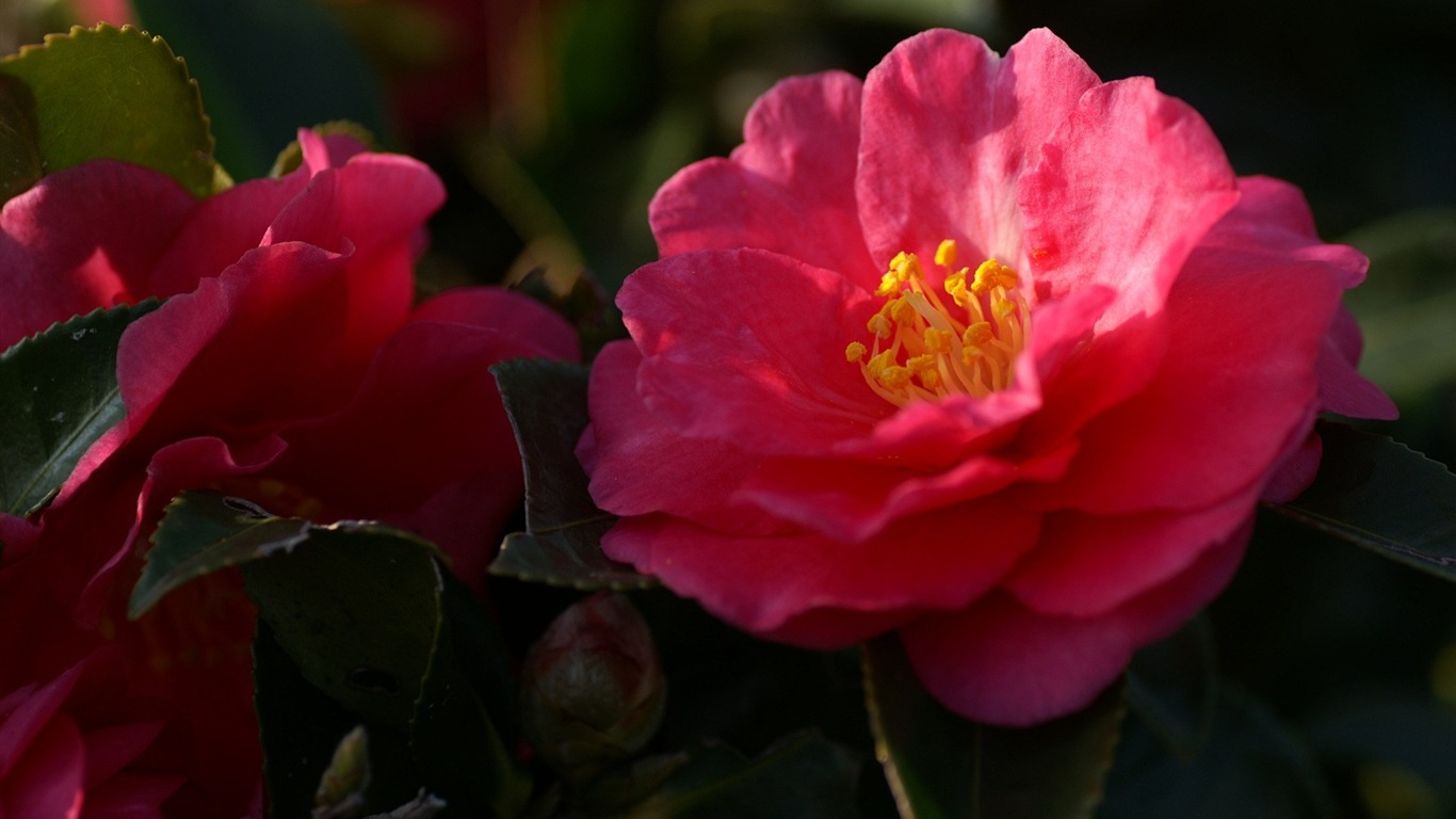 個人花卉攝影高清壁紙 #24 - 1366x768