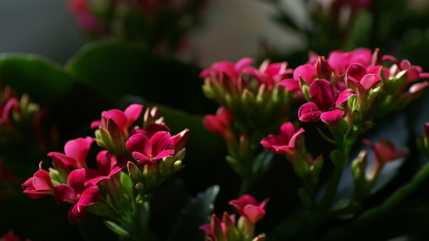 个人花卉摄影高清壁纸26 - 1366x768