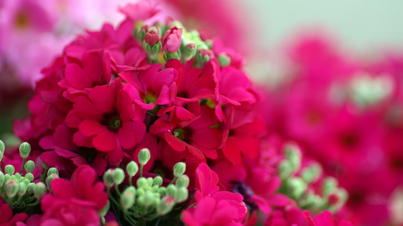 Fleurs personnel HD Wallpapers #27 - 1366x768