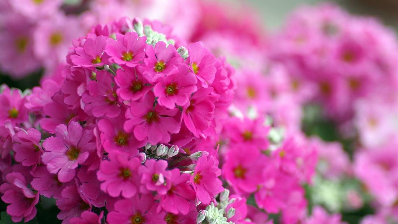 個人花卉攝影高清壁紙 #28 - 1366x768