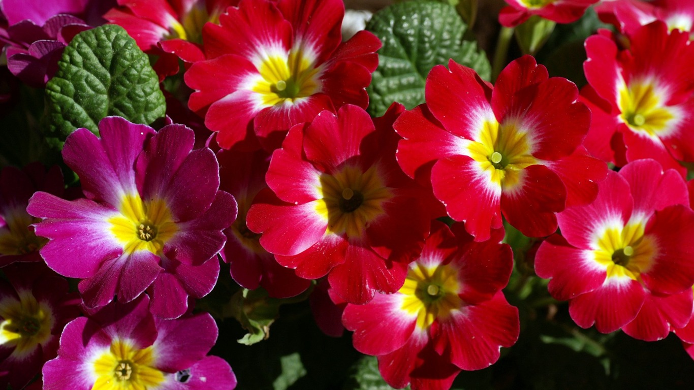 Fleurs personnel HD Wallpapers #29 - 1366x768