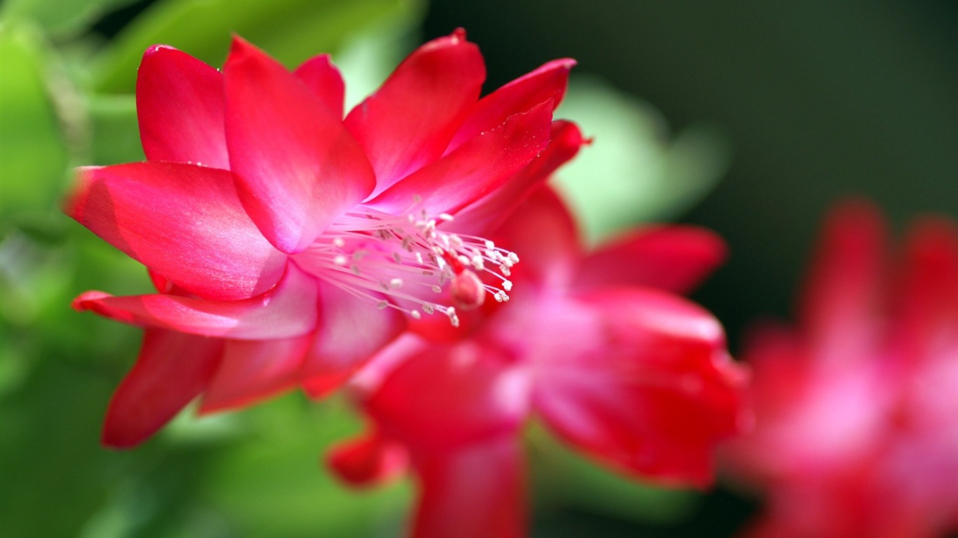 個人花卉攝影高清壁紙 #30 - 1366x768