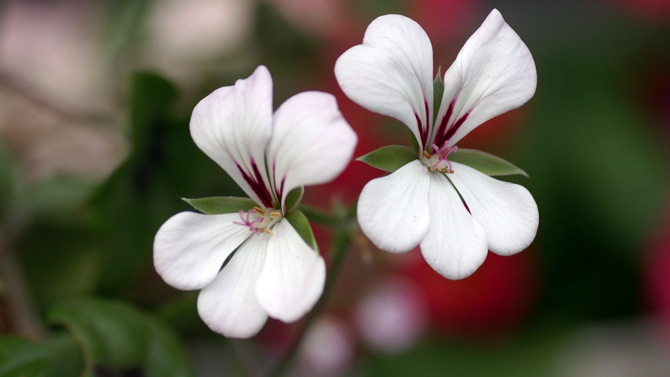 個人花卉攝影高清壁紙 #31 - 1366x768