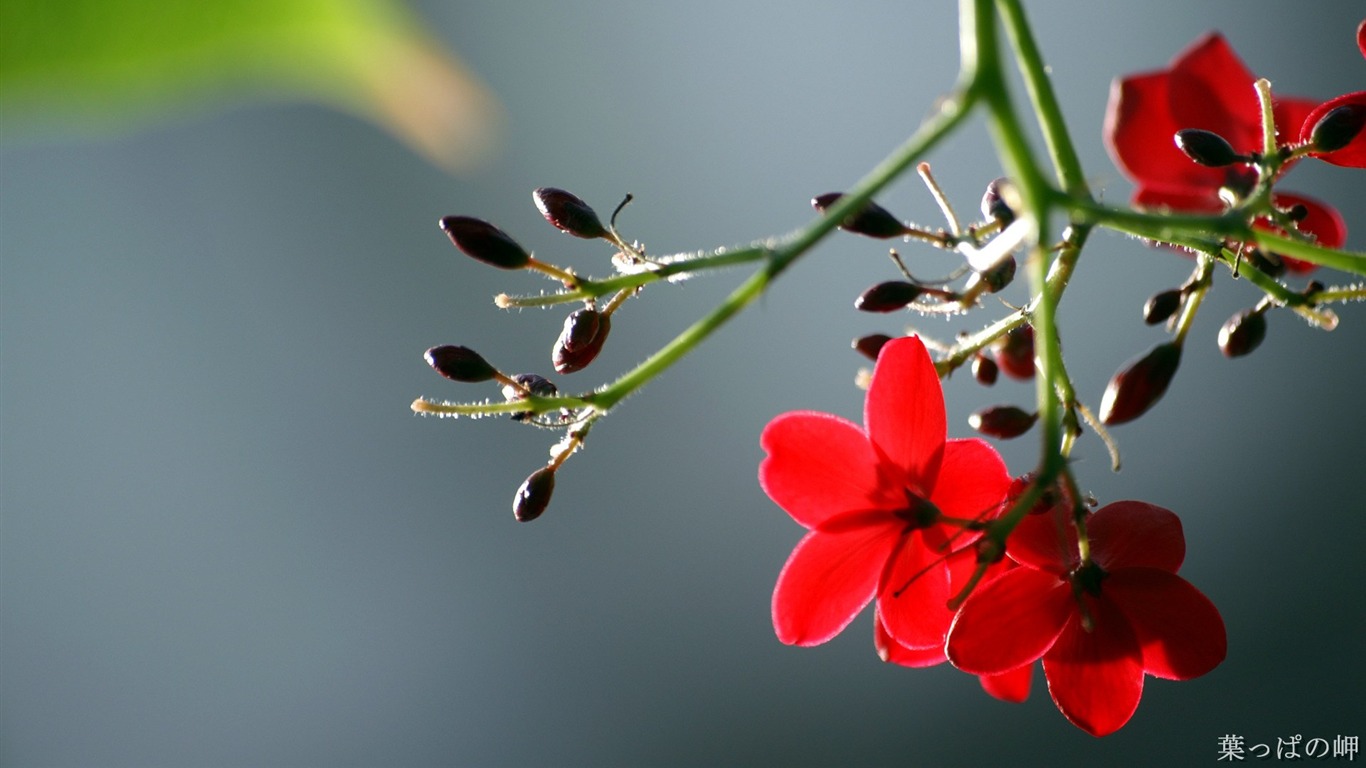 個人花卉攝影高清壁紙 #33 - 1366x768