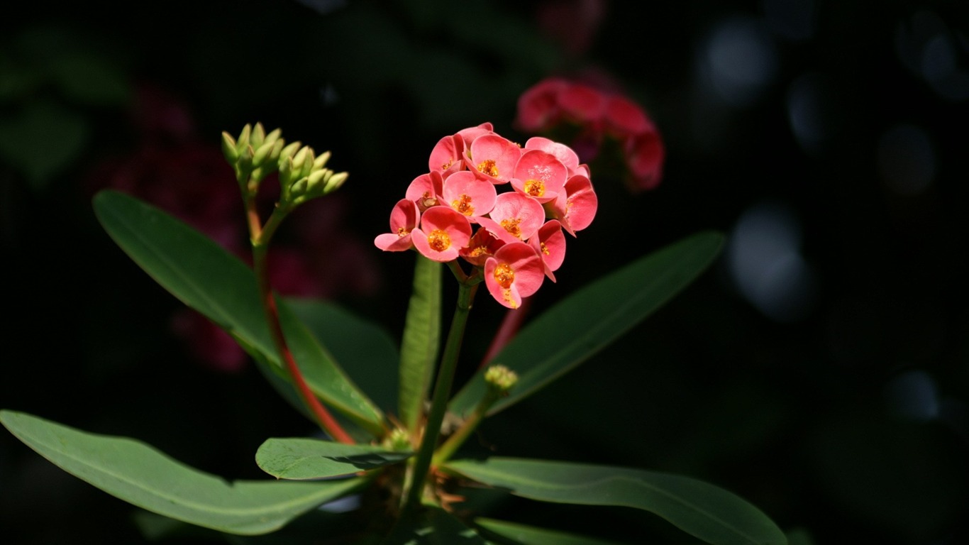 个人花卉摄影高清壁纸34 - 1366x768