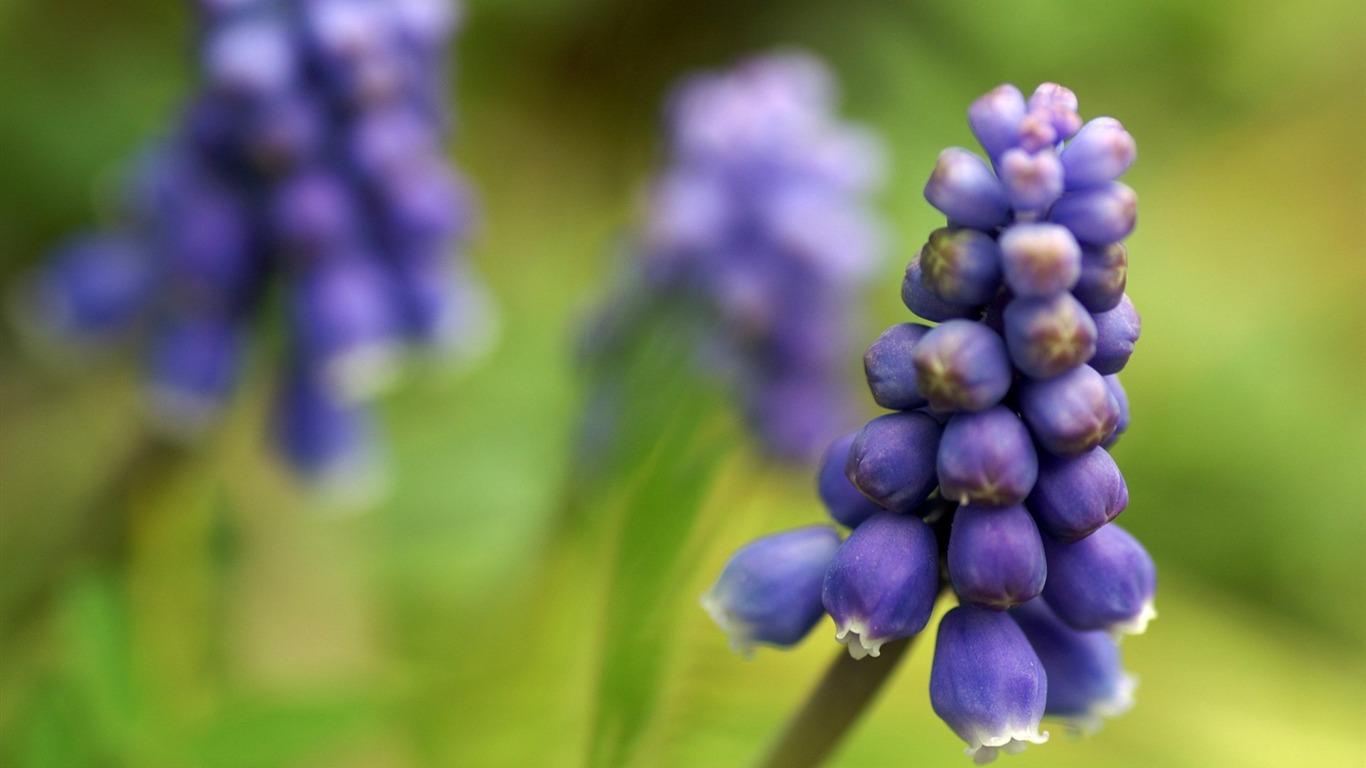 個人花卉攝影高清壁紙 #36 - 1366x768