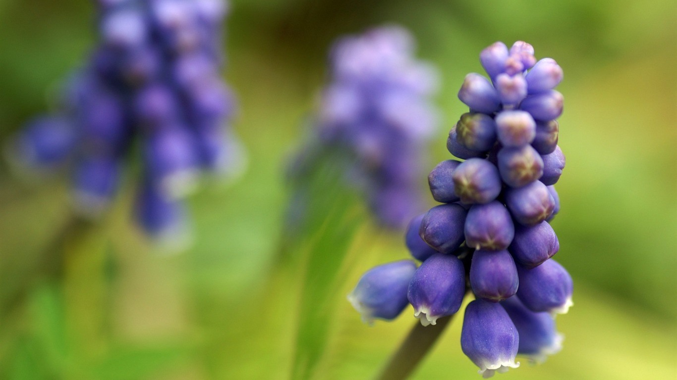 个人花卉摄影高清壁纸36 - 1366x768