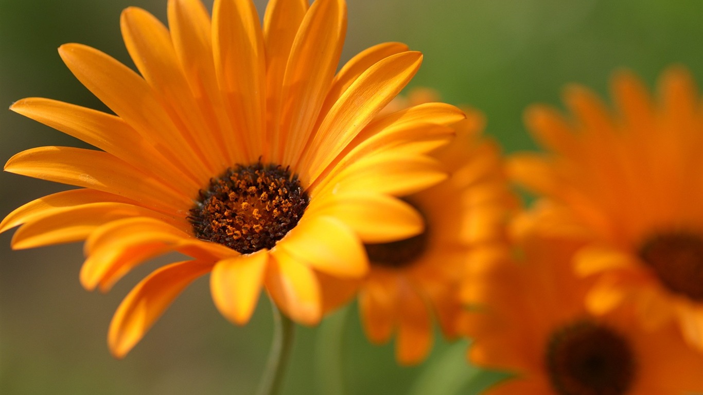 個人花卉攝影高清壁紙 #37 - 1366x768