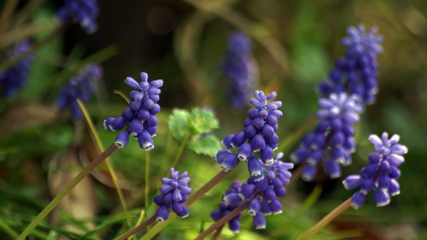 個人花卉攝影高清壁紙 #38 - 1366x768