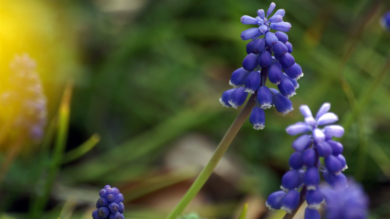 Osobní Květiny HD Tapety na plochu #39 - 1366x768