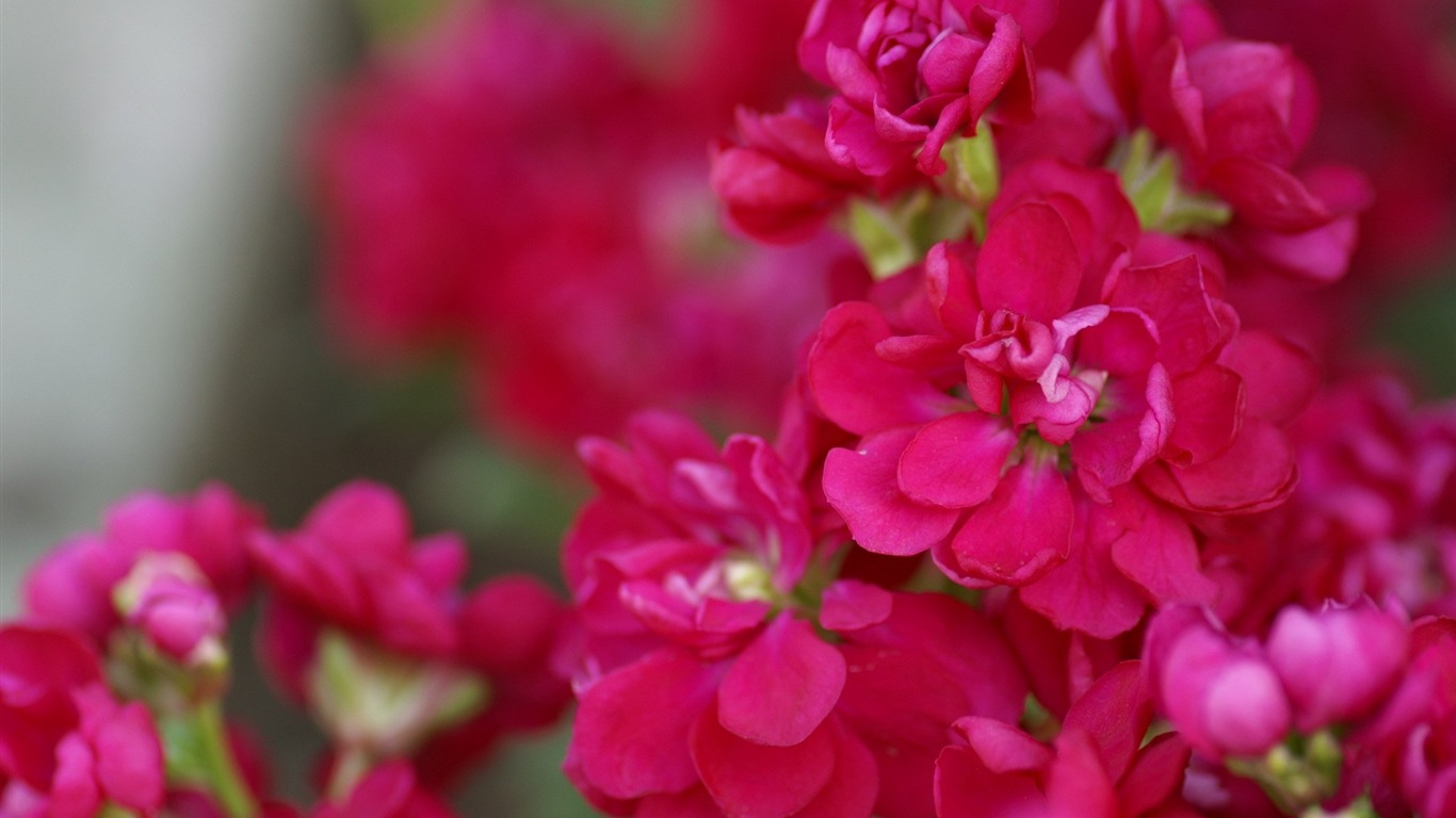 個人花卉攝影高清壁紙 #41 - 1366x768