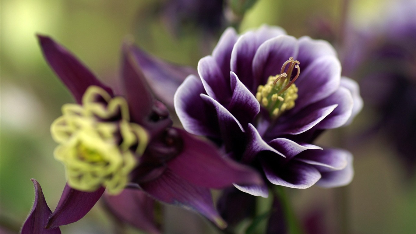 Fleurs personnel HD Wallpapers #42 - 1366x768