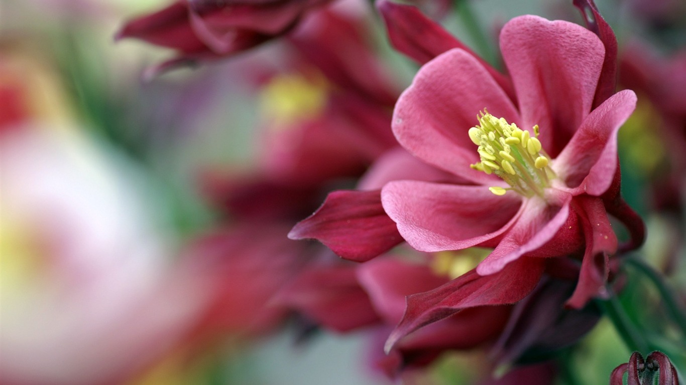個人花卉攝影高清壁紙 #43 - 1366x768
