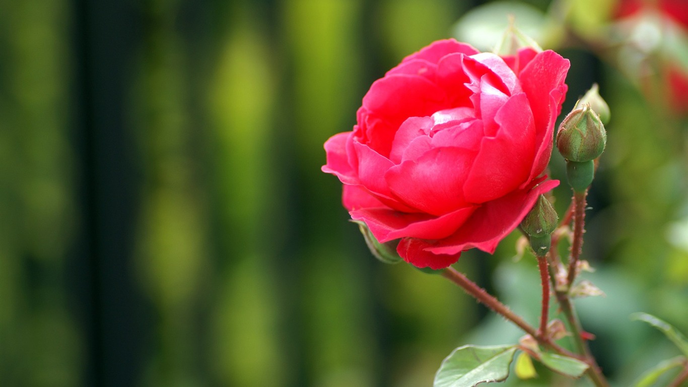 個人花卉攝影高清壁紙 #44 - 1366x768