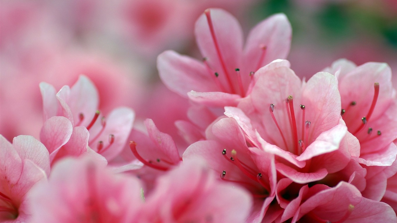 個人花卉攝影高清壁紙 #45 - 1366x768