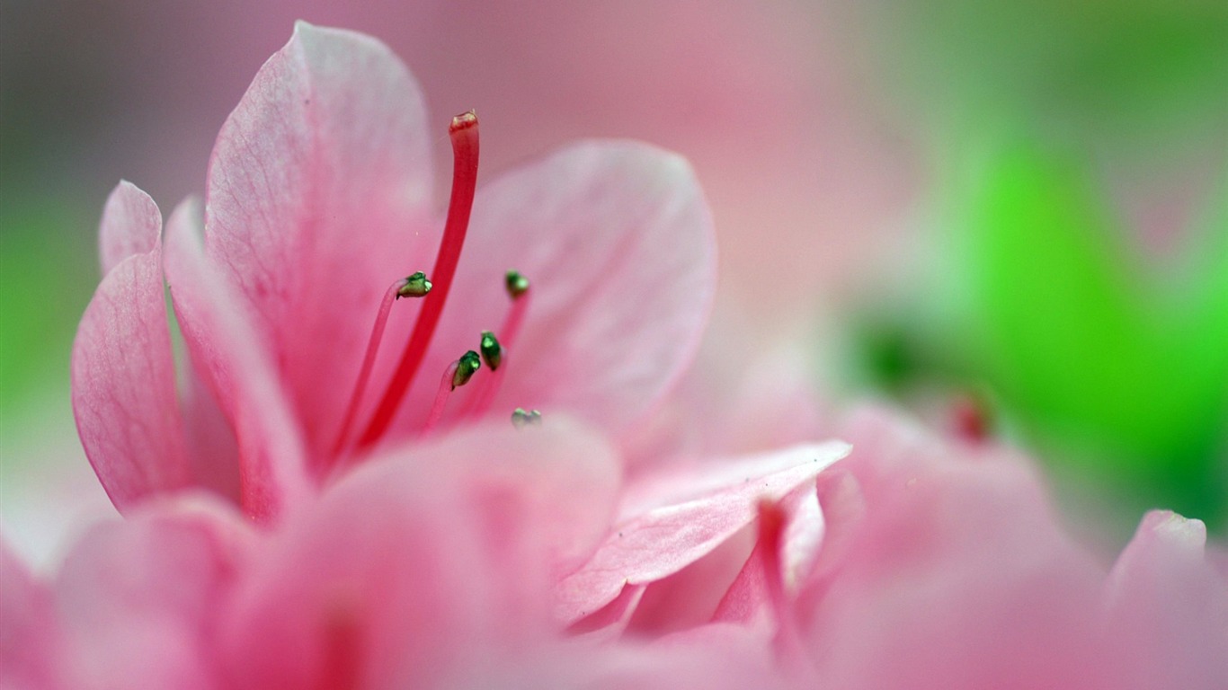 Personal Flowers HD Wallpapers #46 - 1366x768