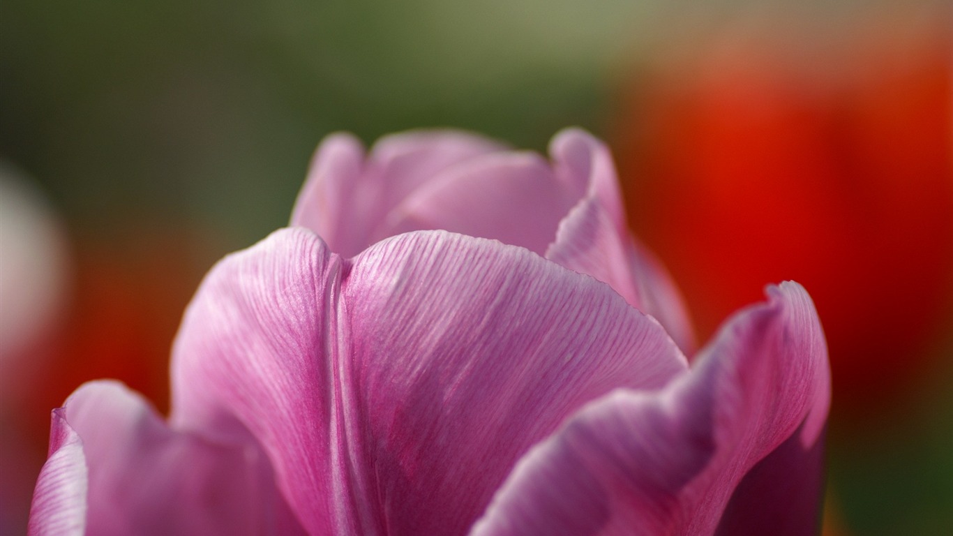 個人花卉攝影高清壁紙 #48 - 1366x768