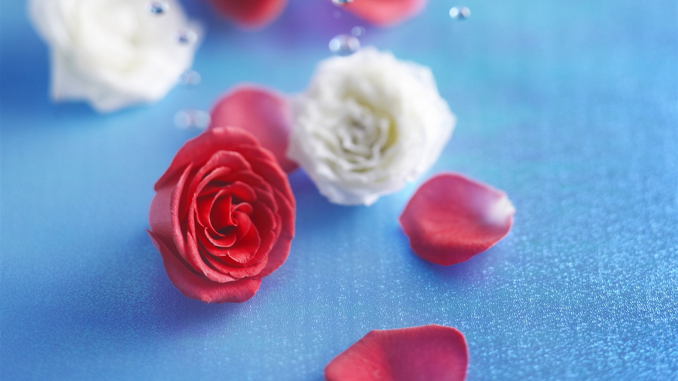 Flowers Gifts HD Wallpapers (1) #5 - 1366x768