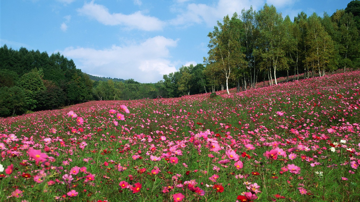 蓝天白云与鲜花壁纸1 - 1366x768