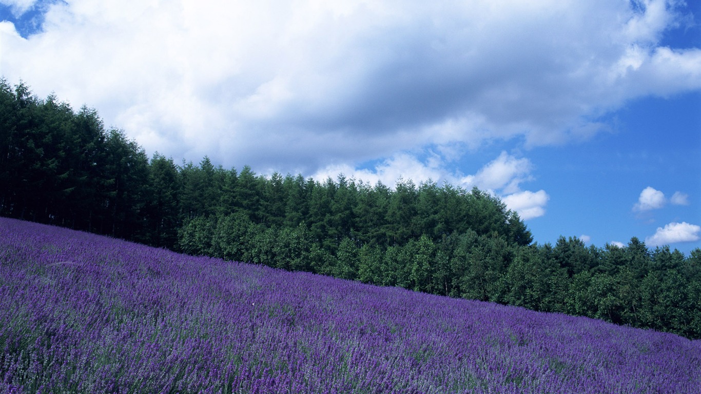 藍天白雲與鮮花壁紙 #2 - 1366x768
