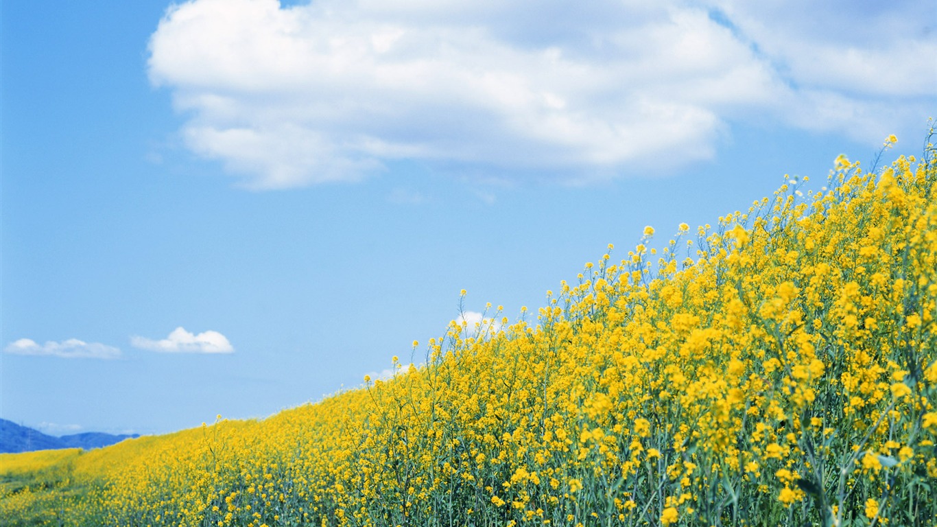 藍天白雲與鮮花壁紙 #3 - 1366x768