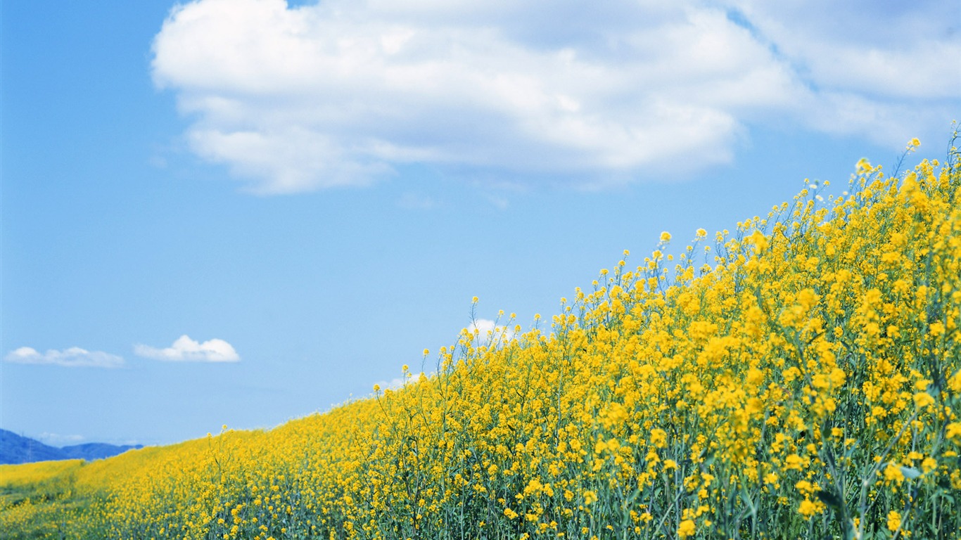 Blauer Himmel, weiße Wolken und Blumen Wallpaper #3 - 1366x768