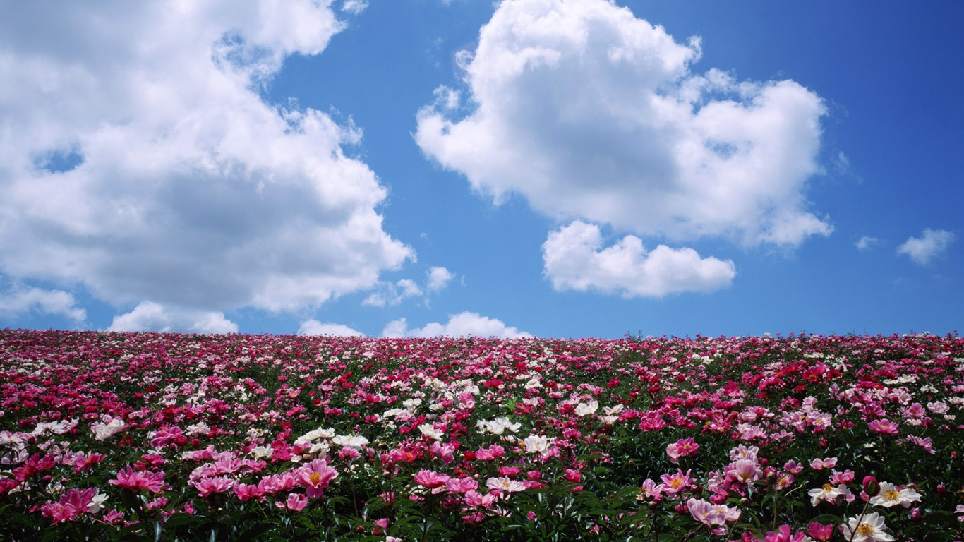 Blauer Himmel, weiße Wolken und Blumen Wallpaper #4 - 1366x768
