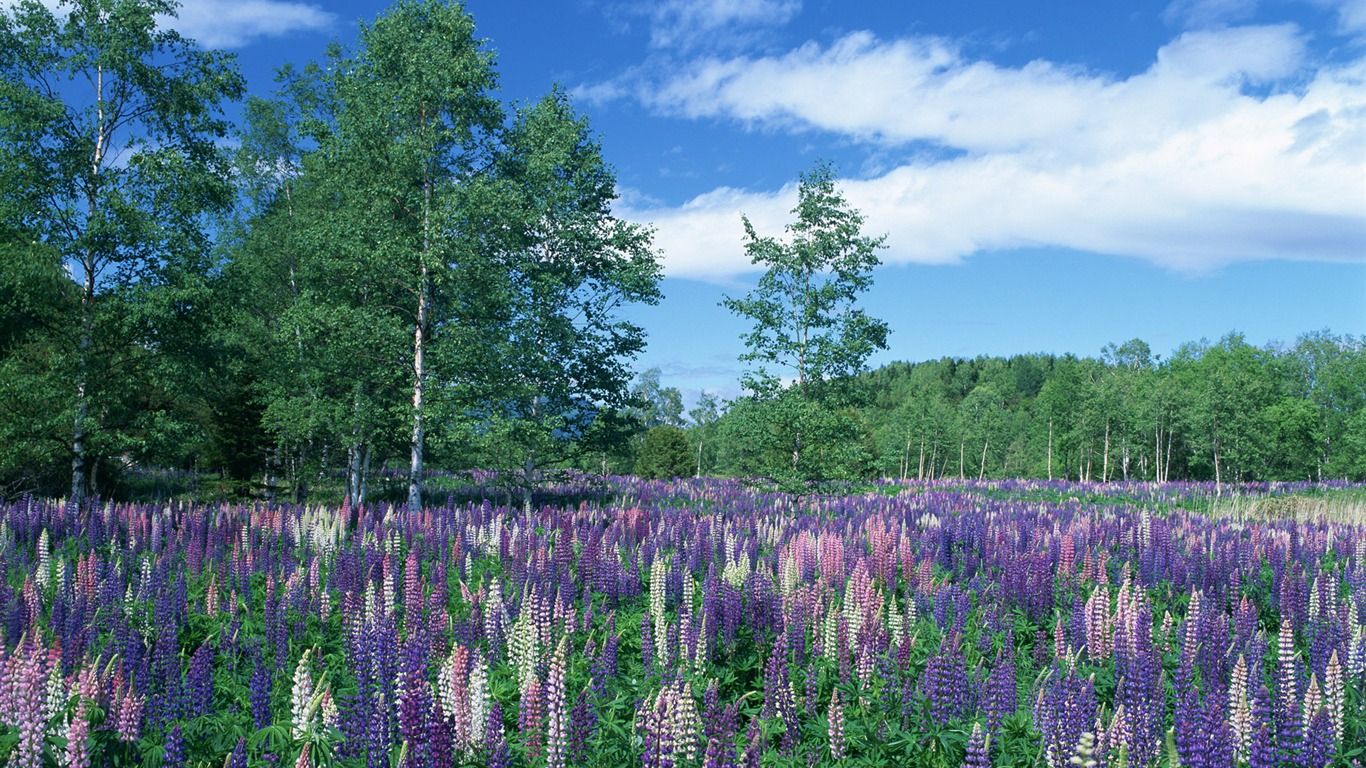 Blauer Himmel, weiße Wolken und Blumen Wallpaper #5 - 1366x768