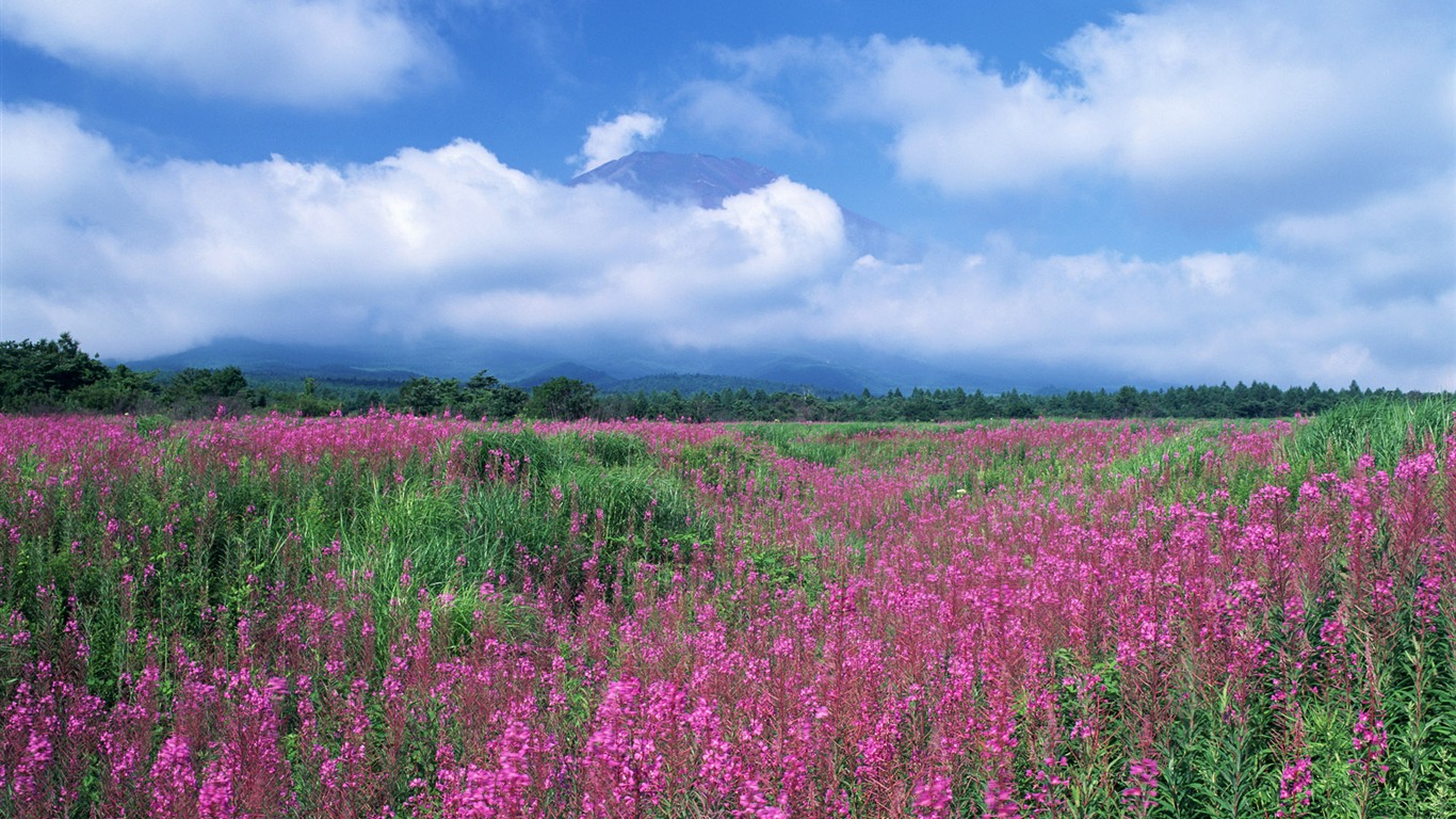 Blauer Himmel, weiße Wolken und Blumen Wallpaper #6 - 1366x768