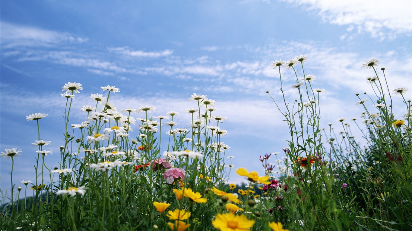 Blauer Himmel, weiße Wolken und Blumen Wallpaper #7 - 1366x768