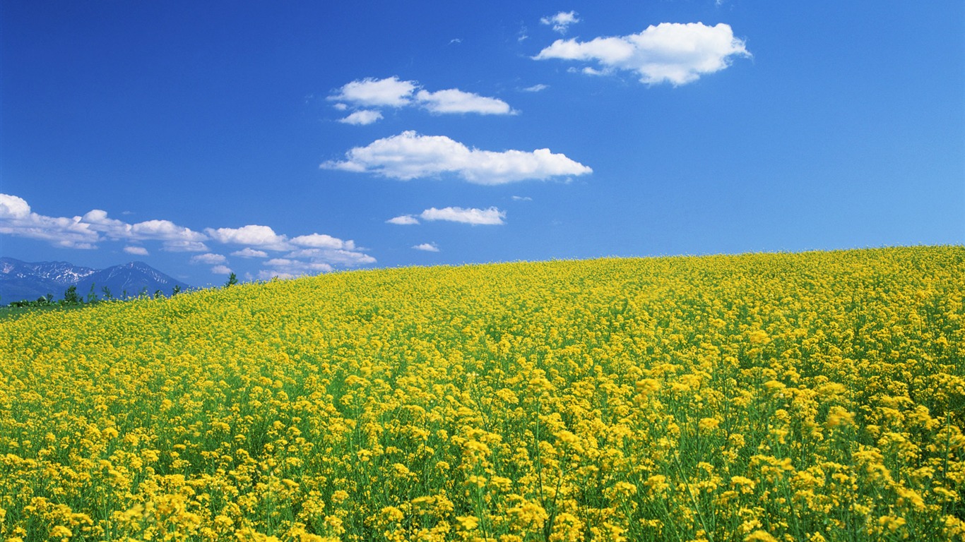 Blauer Himmel, weiße Wolken und Blumen Wallpaper #8 - 1366x768