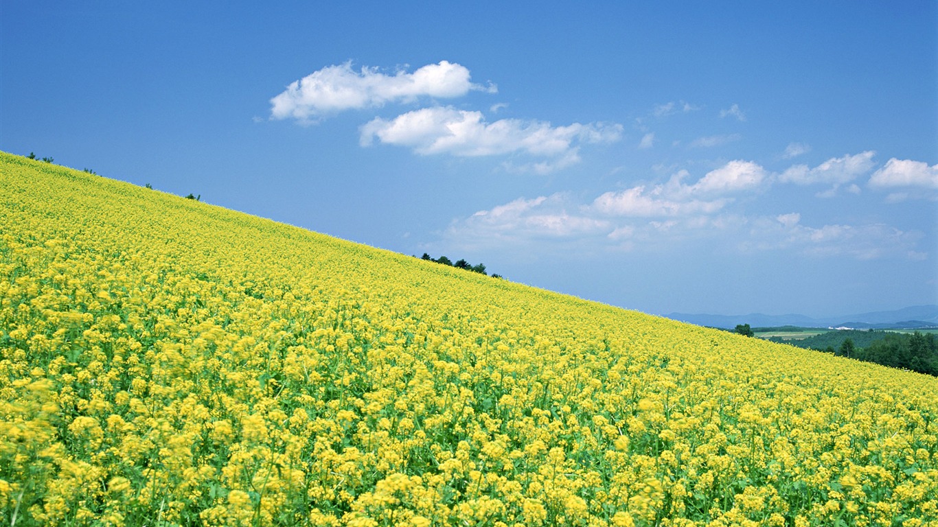 Blauer Himmel, weiße Wolken und Blumen Wallpaper #9 - 1366x768