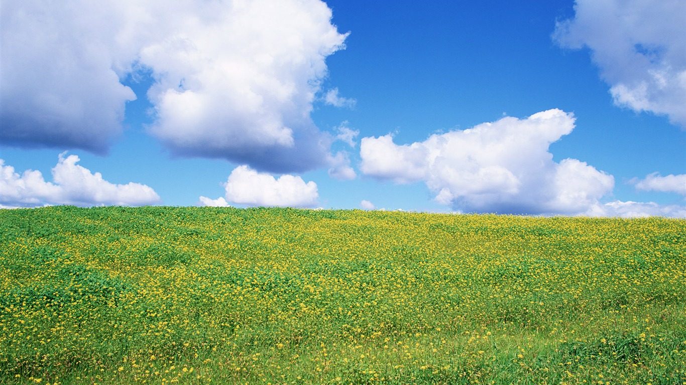 藍天白雲與鮮花壁紙 #10 - 1366x768