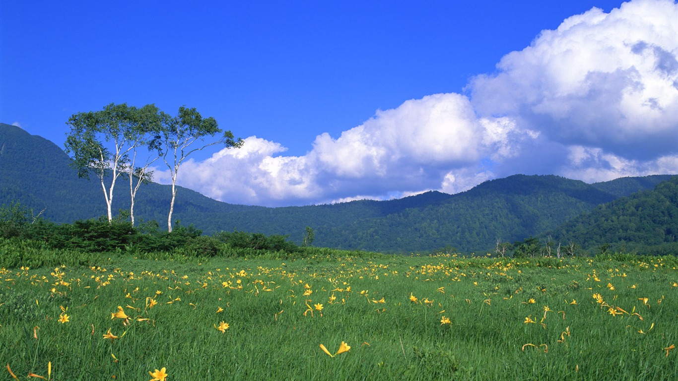 Blauer Himmel, weiße Wolken und Blumen Wallpaper #11 - 1366x768