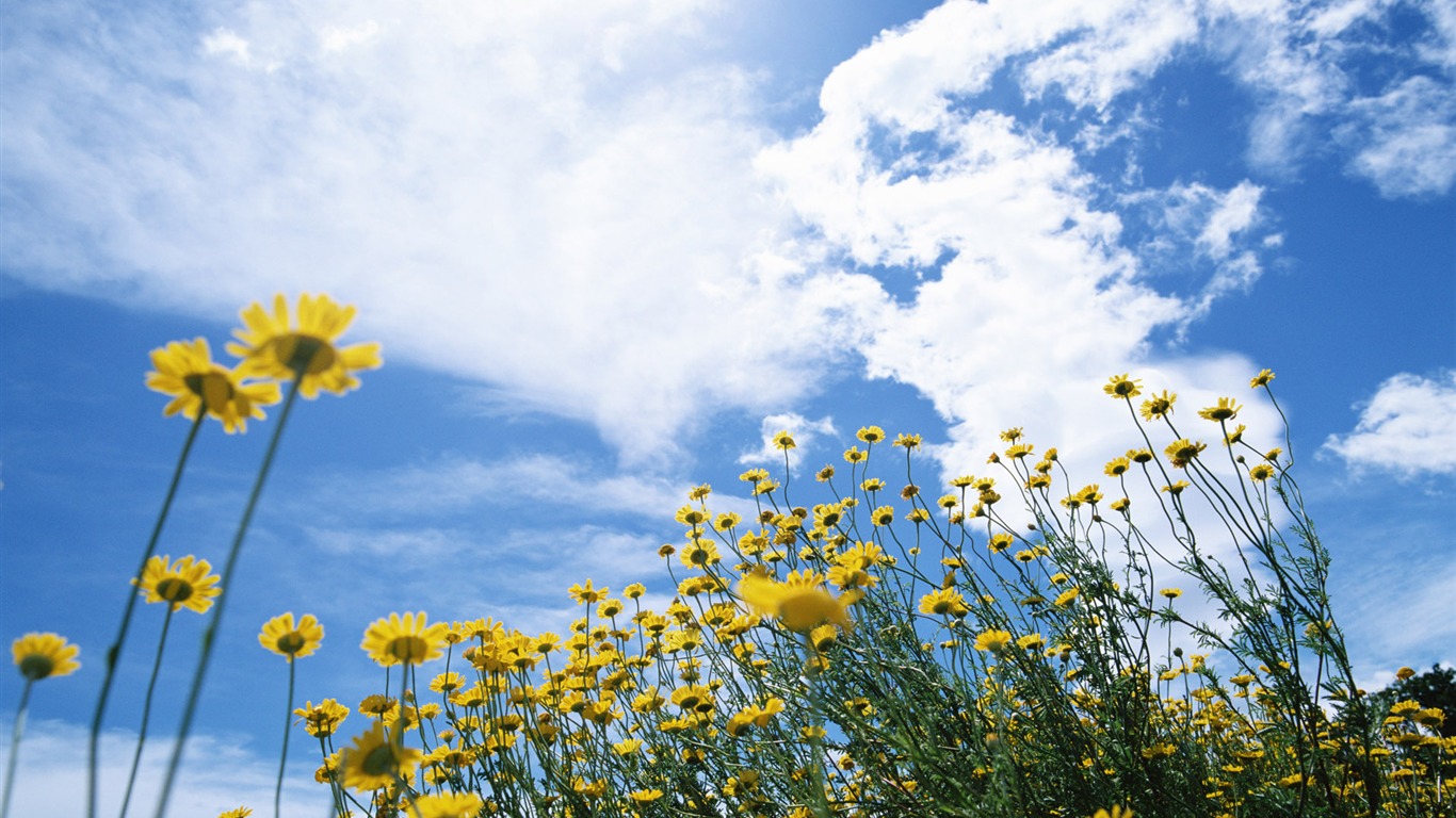 Cielo azul nubes blancas y flores papel tapiz #12 - 1366x768