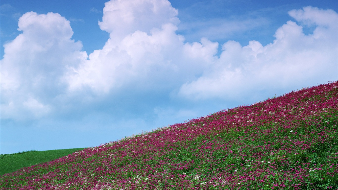 Blauer Himmel, weiße Wolken und Blumen Wallpaper #13 - 1366x768