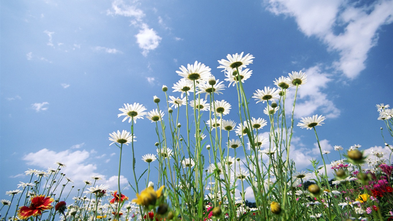 Blauer Himmel, weiße Wolken und Blumen Wallpaper #14 - 1366x768