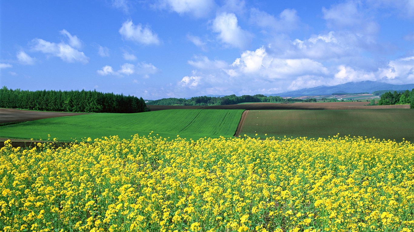 Blauer Himmel, weiße Wolken und Blumen Wallpaper #15 - 1366x768